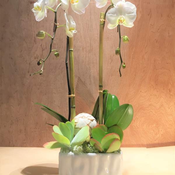 White orchids in a white ceramic planter with succulents