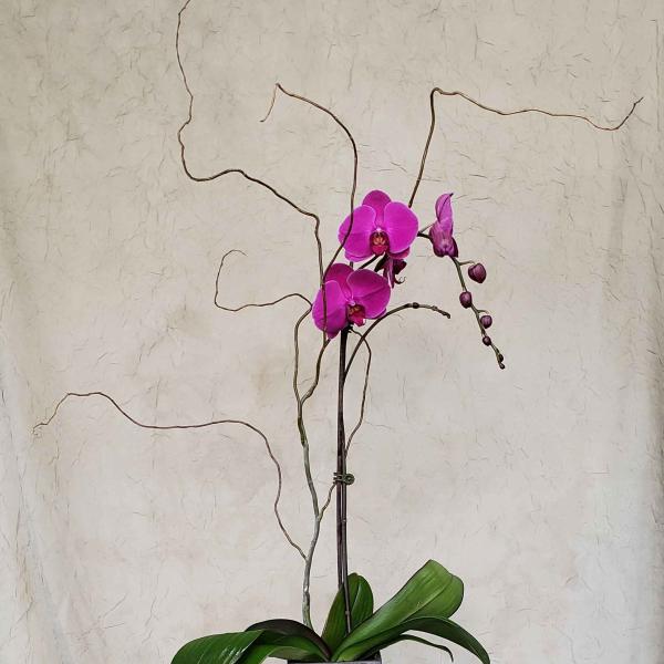 Pink orchids in a tall square vase with curly branches