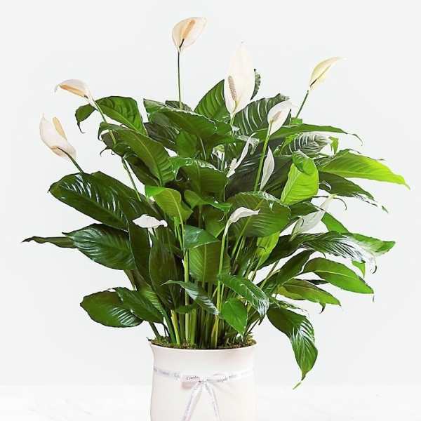 White peace lilies in a white pot with a ribbon