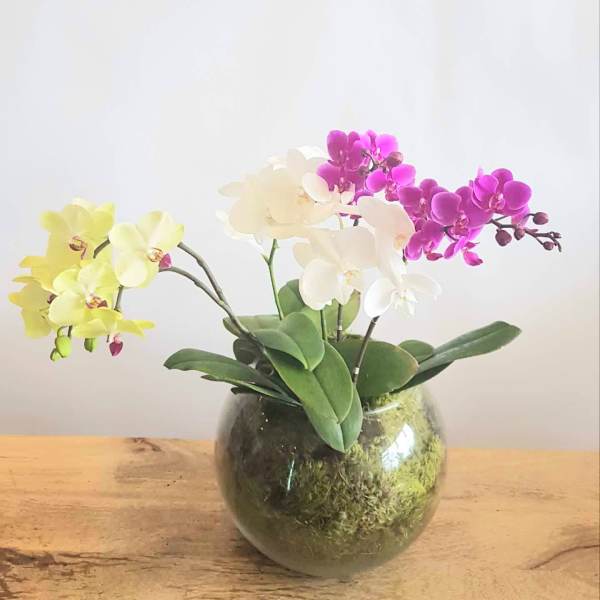 Three orchid stems in a glass bowl vase with moss