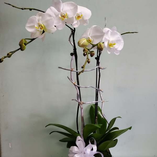 White orchid plant in a white pot with a ribbon bow