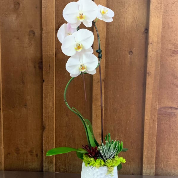 White orchid stems in a textured white pot with succulents