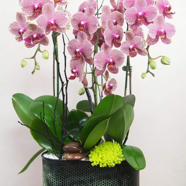bc90 Pink Orchids arrangment
