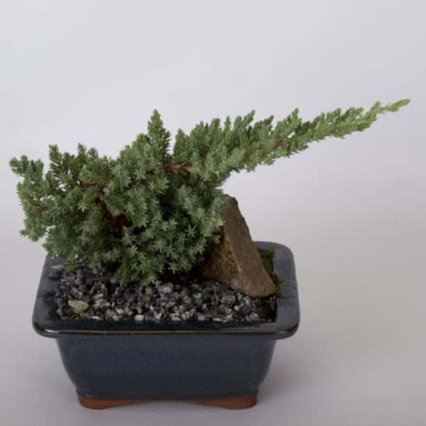 Small bonsai-style potted plant with dense green foliage in a square ceramic pot