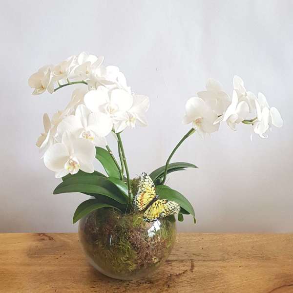 White orchid plant in a glass bowl with a butterfly decoration