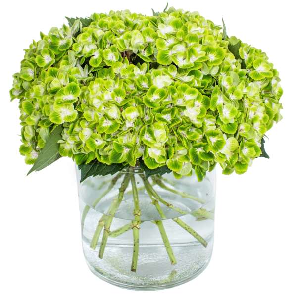 Compact cluster of green hydrangeas in a clear glass cylinder vase with water