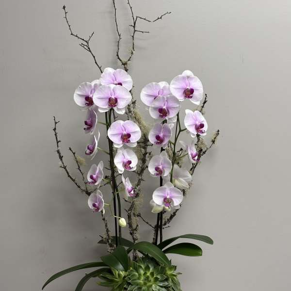 Tall white and pink phalaenopsis orchid plant with succulents in a white pot