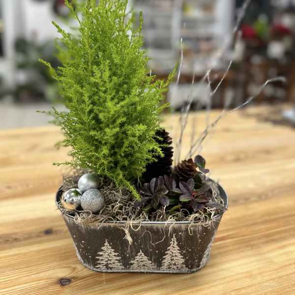 Lemon Cypress Holiday Gift Tree by Westford Florist Art by Veny
