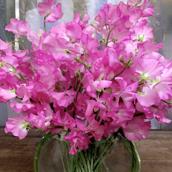 Pink sweet pea bouquet in a clear glass vase