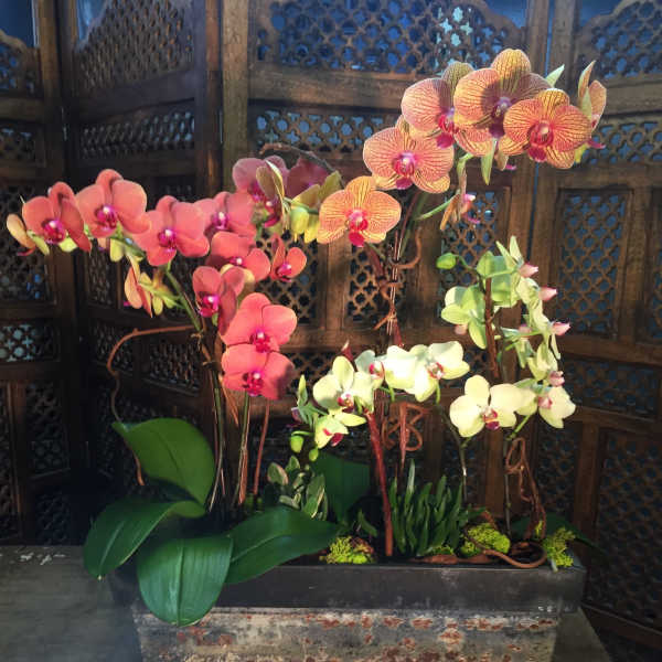 Orchid arrangement in a rectangular planter with pink, orange, and white blooms