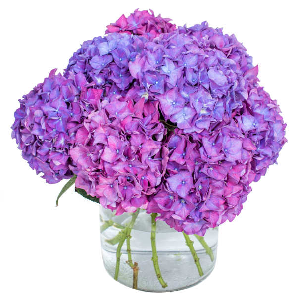 Compact arrangement of purple and pink hydrangeas in a clear glass cylinder vase with water