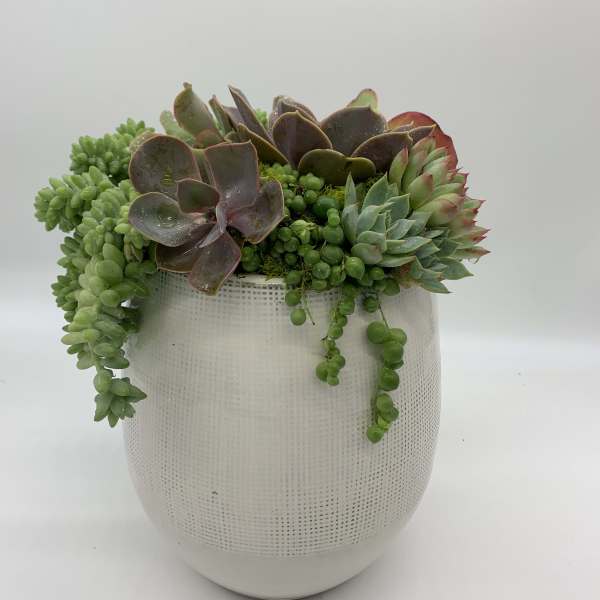 Succulent arrangement in a white textured pot