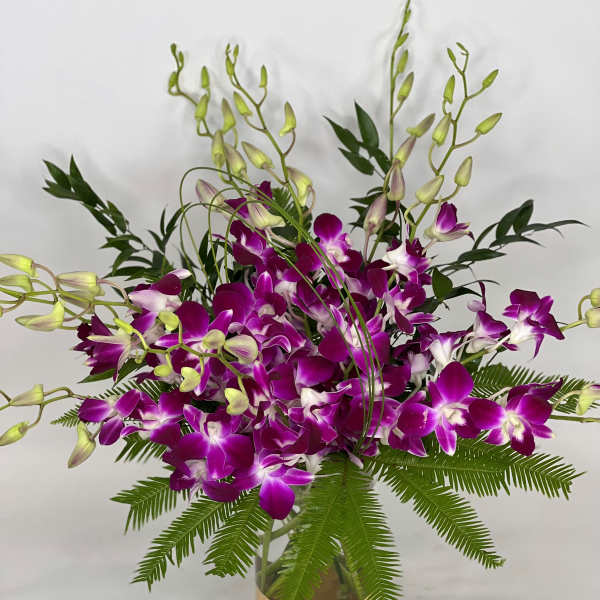 Dendrobium Bling