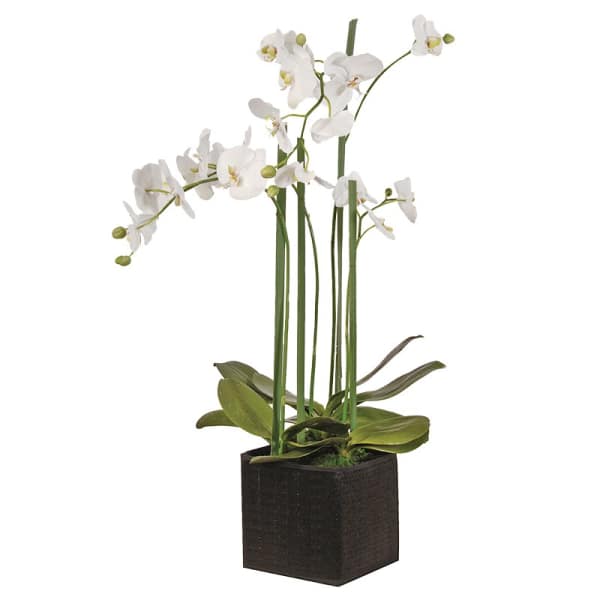 White orchid plant in a black square pot