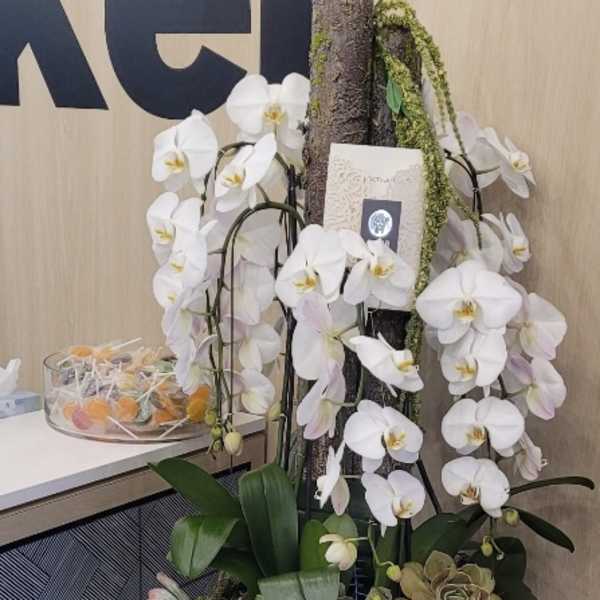 Enchanting yet Majestic Orchids