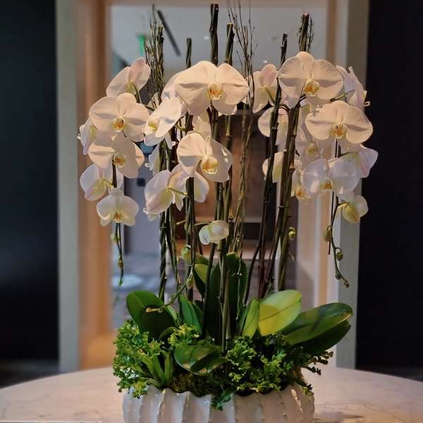 White orchid arrangement in a ribbed white planter
