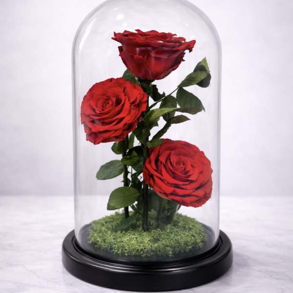 Three red roses under a glass dome on a black base