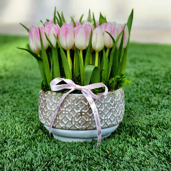 Pink and white tulips arranged in a textured ceramic pot with a ribbon