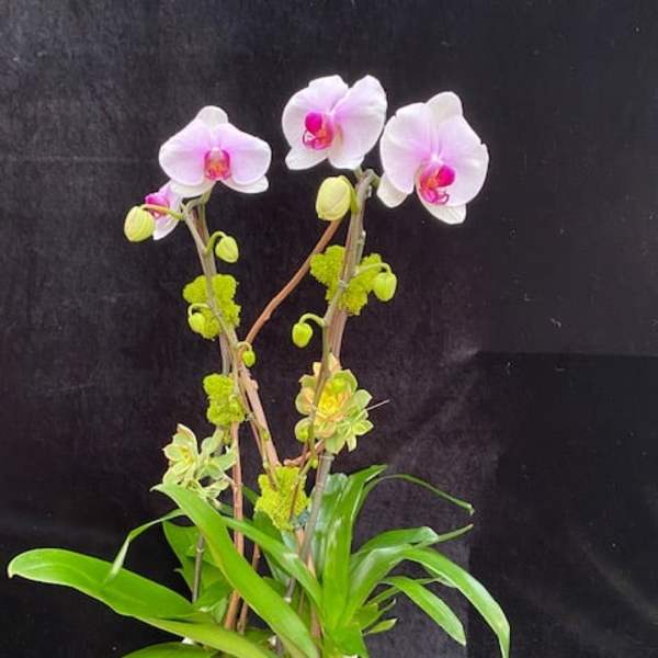 Potted orchid arrangement with pink-white blooms in a white square planter