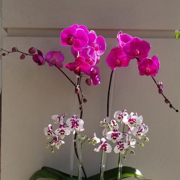 Potted orchid arrangement with bright pink and white blooms