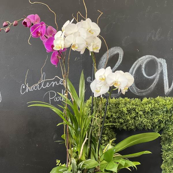Potted orchid arrangement with white and magenta blooms in a ceramic planter