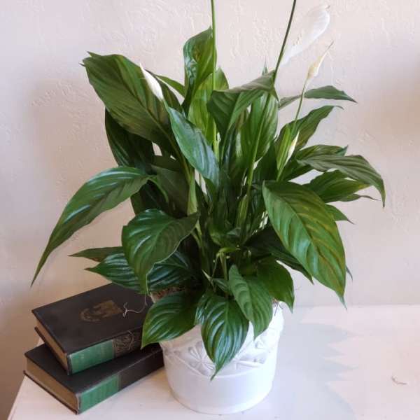 Potted peace lily with white blooms on a table