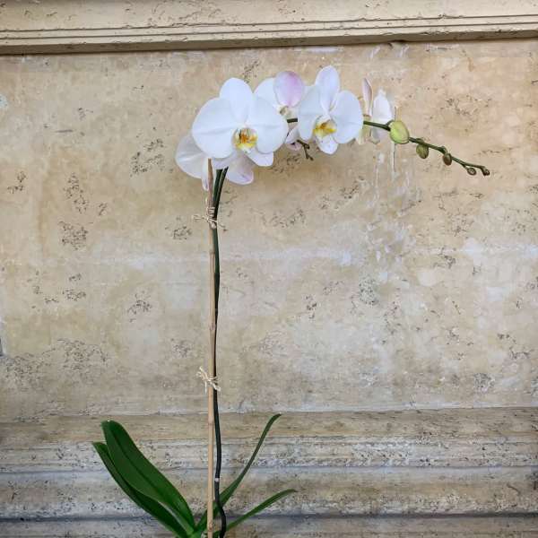 White orchid plant in a glass container with shells
