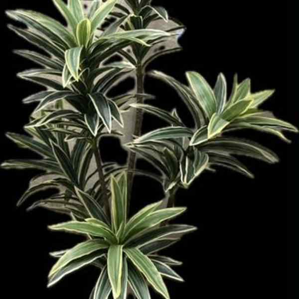 Potted variegated dracaena plant in a decorative square planter