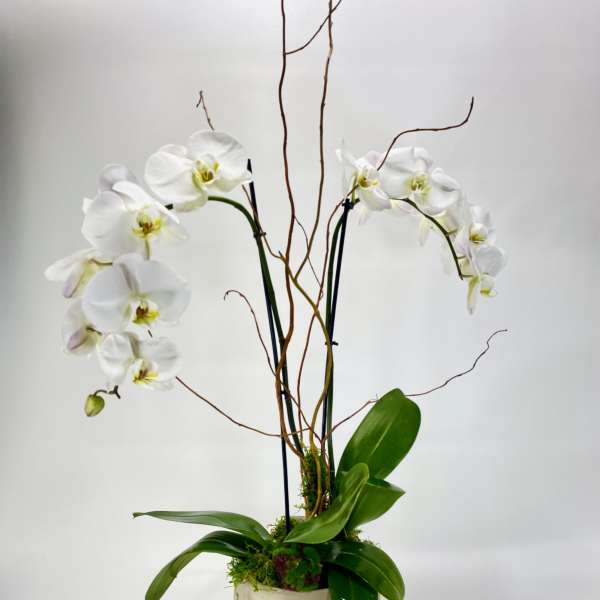 White orchids in a cream pot with tall curly branches