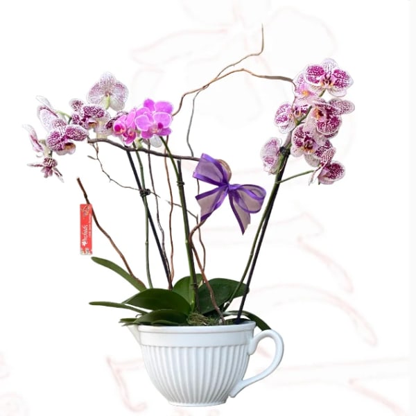 Purple orchids arranged in a white teacup-shaped planter with a ribbon