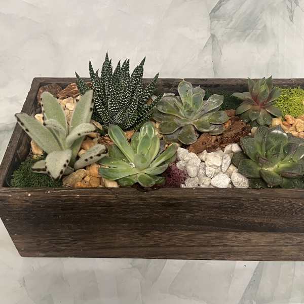 Rectangular wooden planter with assorted succulents and decorative stones