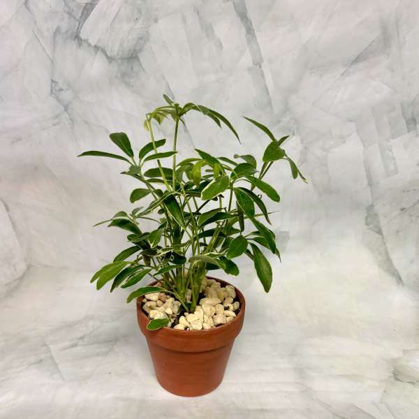 Potted green houseplant in a terracotta pot with white stones