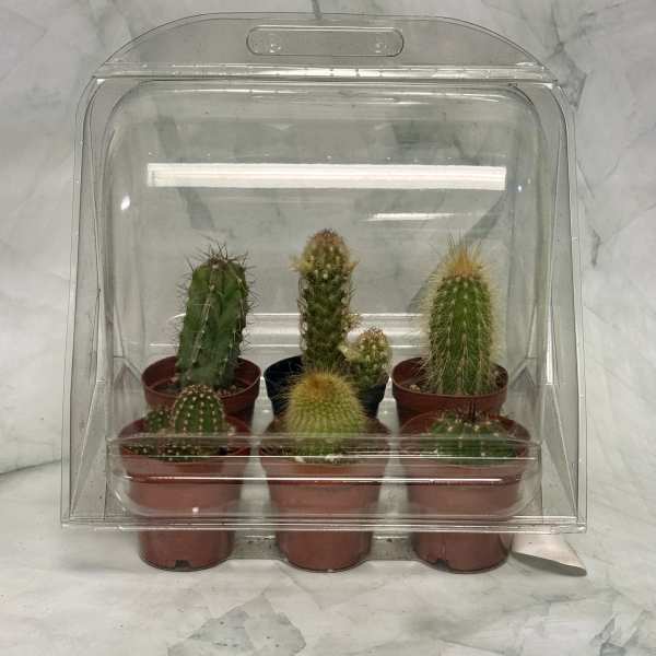 Six small potted cacti in a clear plastic cover