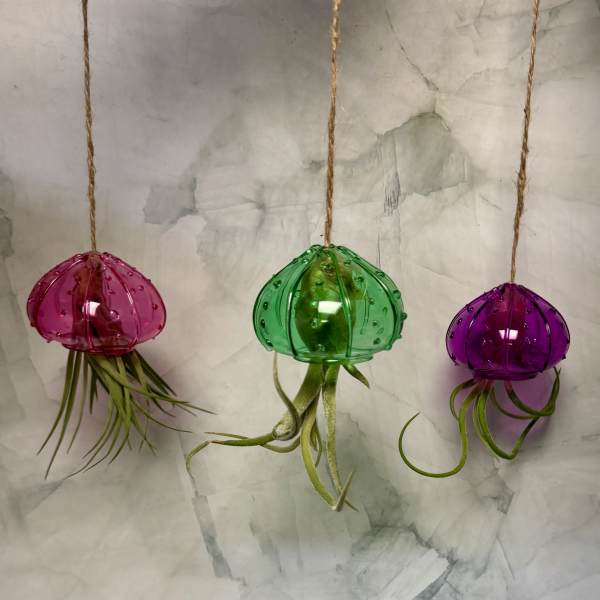 Three hanging glass air plants in pink, green, and purple holders