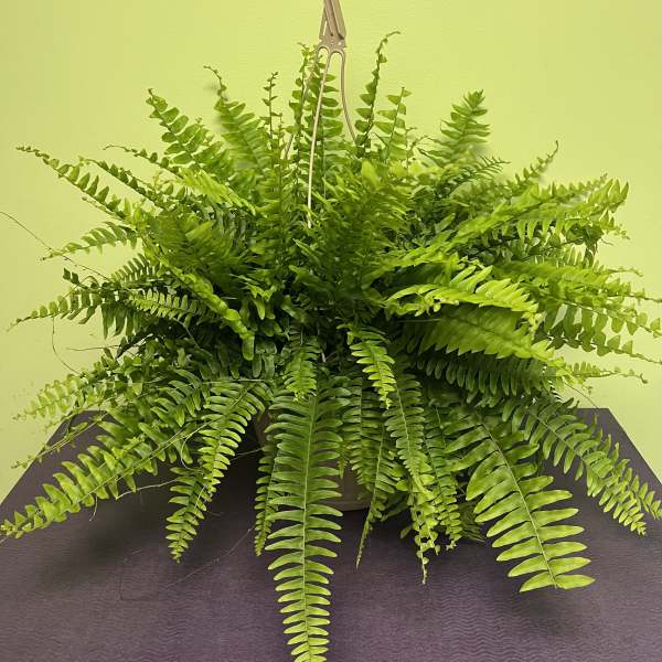 Hanging fern plant in a pot with a hook