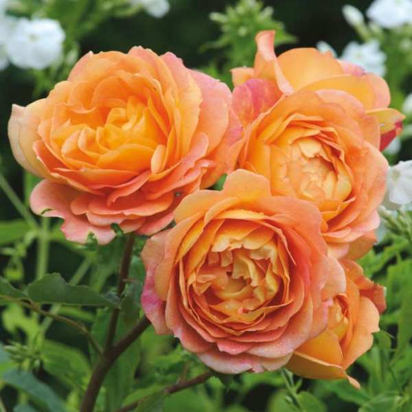 You get 2! David Austin Award Winning Living Garden Roses