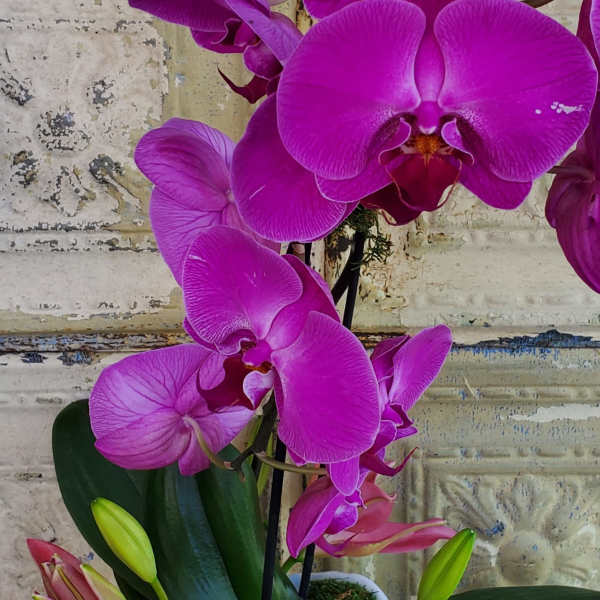 Purple orchids in a white textured pot with unopened buds