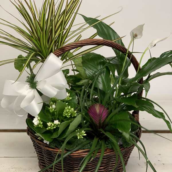 Basket arrangement with white flowers, green plants, and a large white bow