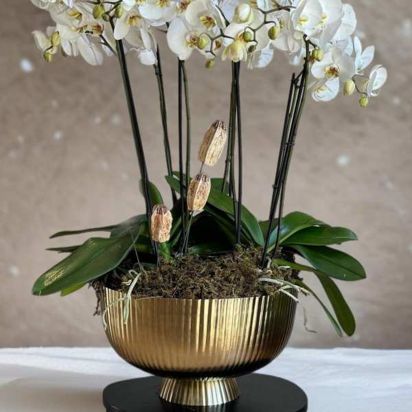 White orchids arranged in a gold pedestal bowl with moss