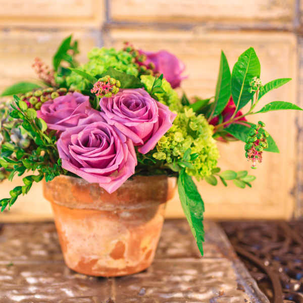 Pink roses arranged in a terracotta pot with green filler flowers