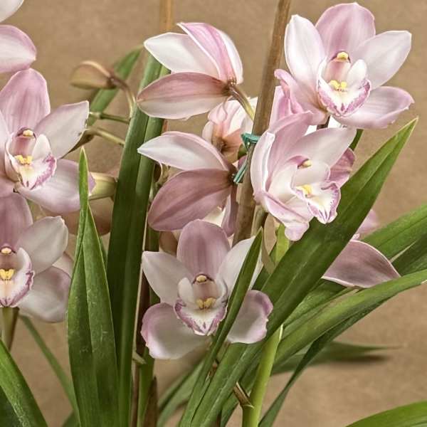 Pink orchid blooms with long green leaves against a tan background
