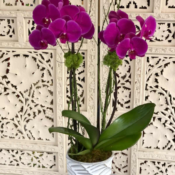 Potted purple orchids in a white textured planter