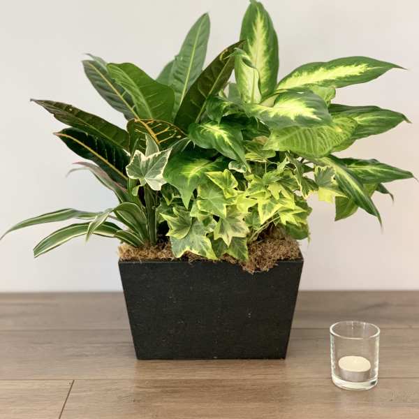 Mixed green houseplants in a black rectangular planter with a small candle beside it
