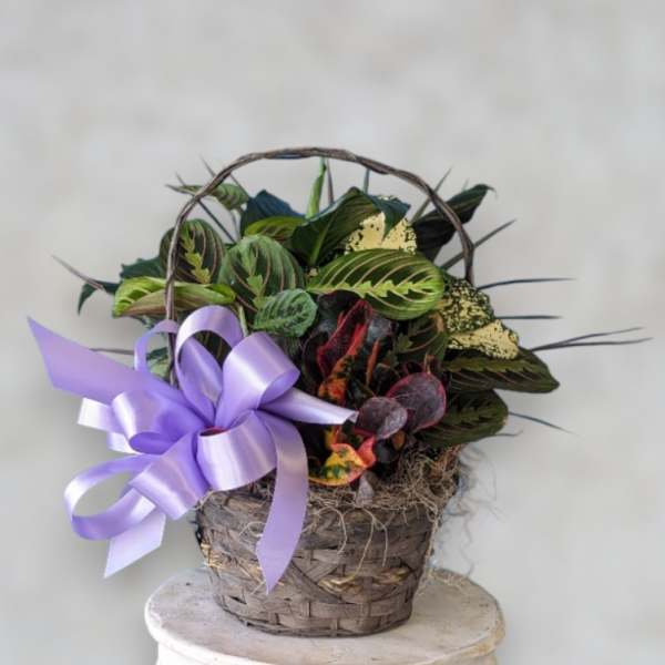 Basket of colorful potted foliage with a lavender ribbon bow