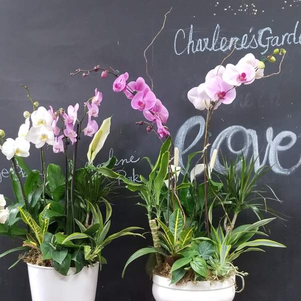 Two orchid plant arrangements in white pots on stands