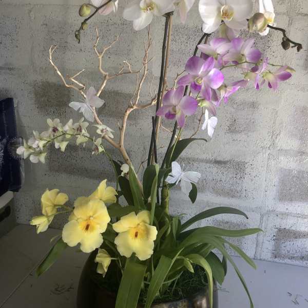 Potted orchid arrangement with white, pink, and yellow blooms