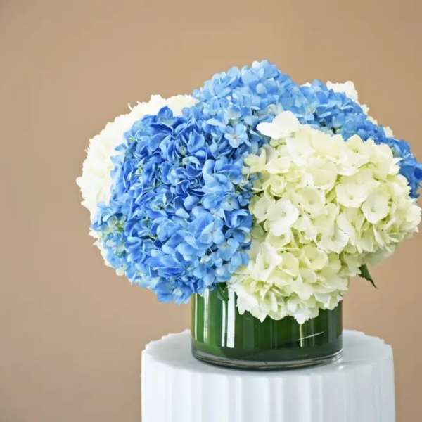 Blue and white hydrangeas arranged in a glass vase