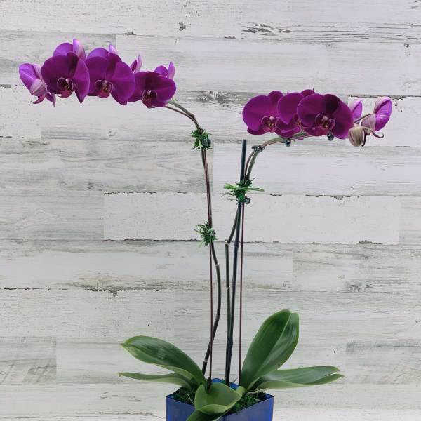 Two purple orchid stems in a blue square vase