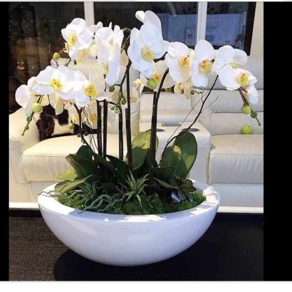 Large white bowl planter with white phalaenopsis orchids and green plants arranged indoors on a table