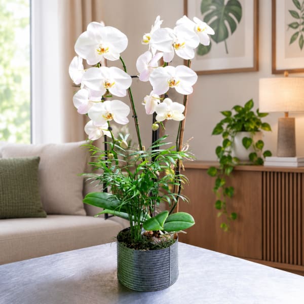 White orchids in a gray pot on a table